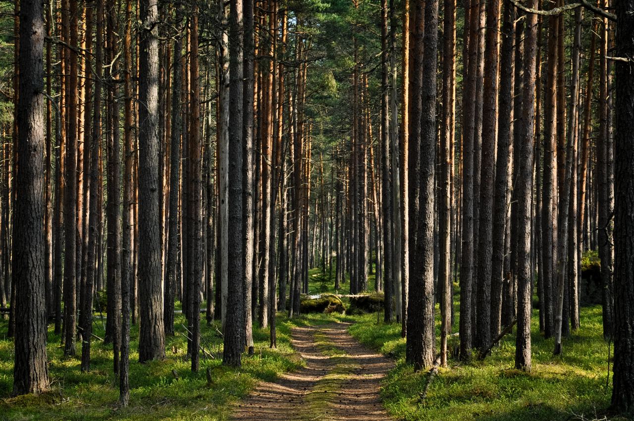 Хвойный бор